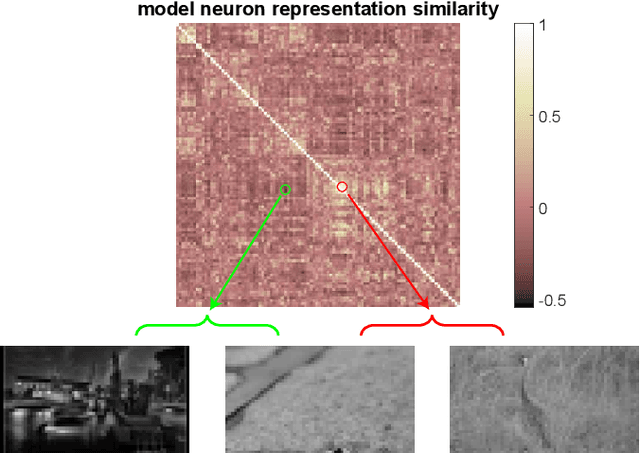 Figure 3 for Learning From Brains How to Regularize Machines