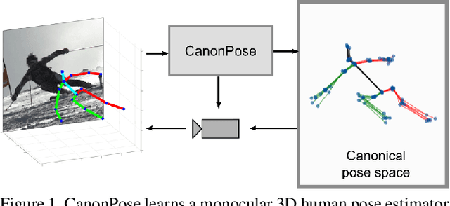 Figure 1 for CanonPose: Self-Supervised Monocular 3D Human Pose Estimation in the Wild