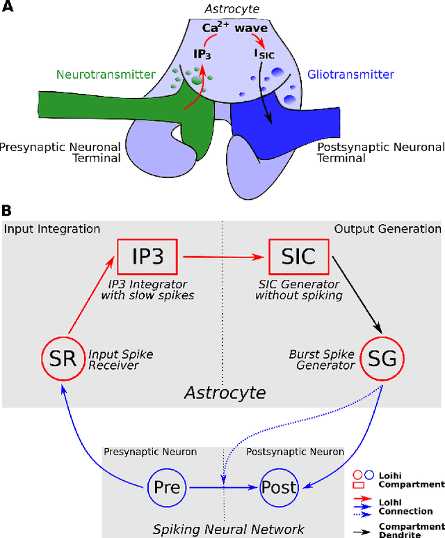 Figure 1 for Introducing Astrocytes on a Neuromorphic Processor: Synchronization, Local Plasticity and Edge of Chaos