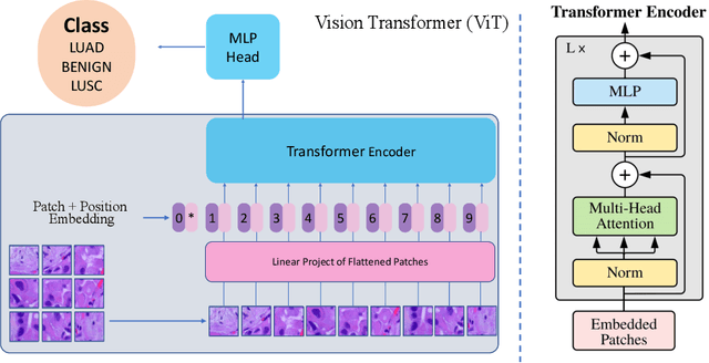 Figure 1 for Zero-Shot and Few-Shot Learning for Lung Cancer Multi-Label Classification using Vision Transformer