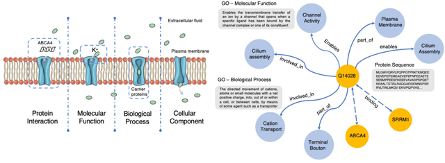 Figure 1 for OntoProtein: Protein Pretraining With Gene Ontology Embedding