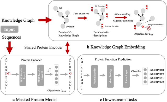 Figure 3 for OntoProtein: Protein Pretraining With Gene Ontology Embedding
