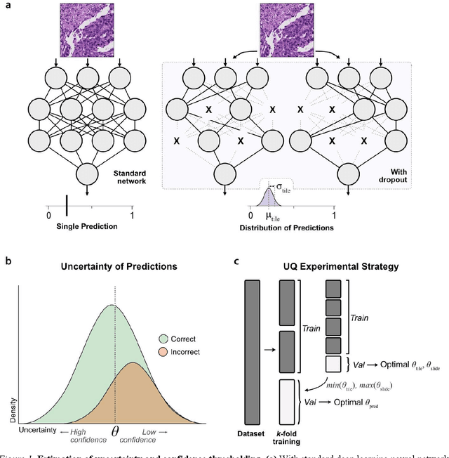Figure 1 for Uncertainty-Informed Deep Learning Models Enable High-Confidence Predictions for Digital Histopathology