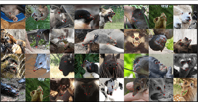 Figure 3 for AnimalWeb: A Large-Scale Hierarchical Dataset of Annotated Animal Faces