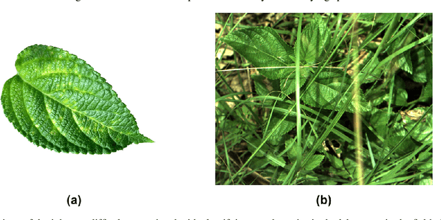 Figure 1 for DeepWeeds: A Multiclass Weed Species Image Dataset for Deep Learning