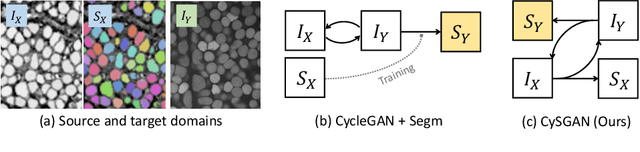 Figure 1 for Instance Segmentation of Unlabeled Modalities via Cyclic Segmentation GAN