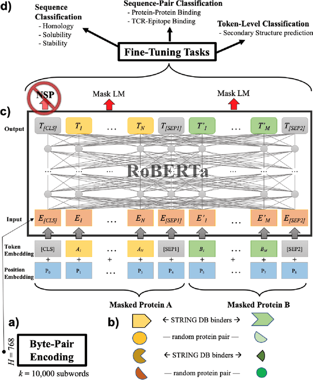 Figure 1 for Pre-training Protein Language Models with Label-Agnostic Binding Pairs Enhances Performance in Downstream Tasks