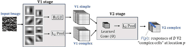 Figure 1 for Self-Supervised Learning of a Biologically-Inspired Visual Texture Model