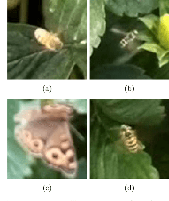 Figure 4 for Spatial Monitoring and Insect Behavioural Analysis Using Computer Vision for Precision Pollination