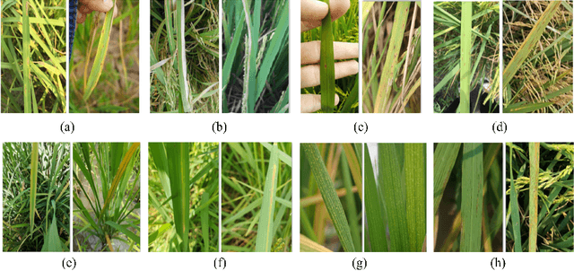 Figure 3 for Automatic Detection of Rice Disease in Images of Various Leaf Sizes