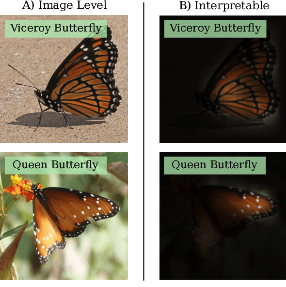 Figure 1 for Teaching Categories to Human Learners with Visual Explanations