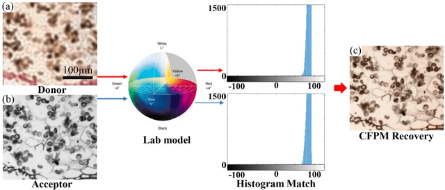 Figure 3 for High-throughput fast full-color digital pathology based on Fourier ptychographic microscopy via color transfer