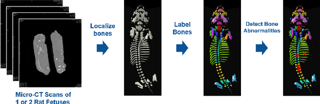 Figure 1 for Effort-free Automated Skeletal Abnormality Detection of Rat Fetuses on Whole-body Micro-CT Scans