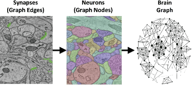 Figure 1 for An Automated Images-to-Graphs Framework for High Resolution Connectomics