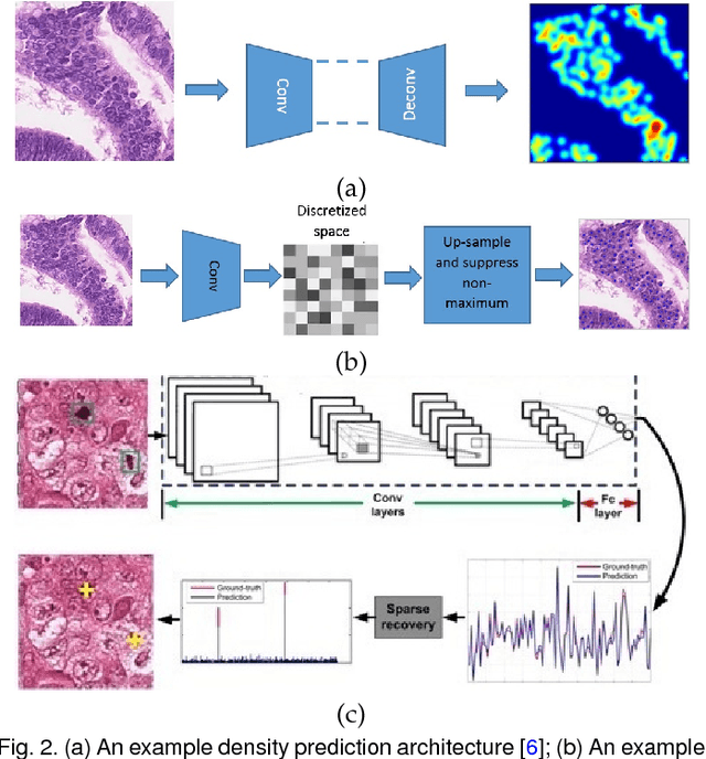 Figure 3 for Training Convolutional Neural Networks and Compressed Sensing End-to-End for Microscopy Cell Detection