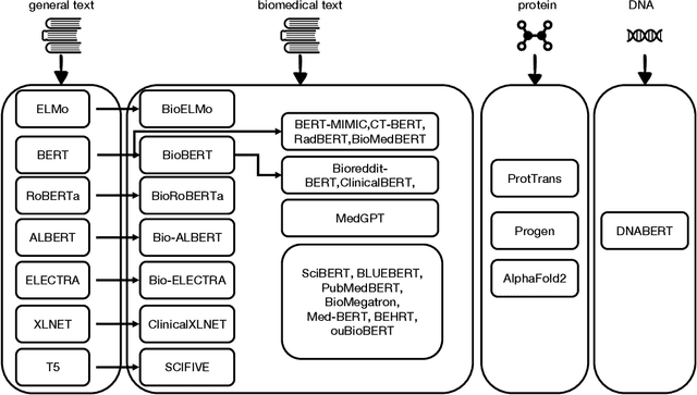 Figure 3 for Pre-trained Language Models in Biomedical Domain: A Systematic Survey