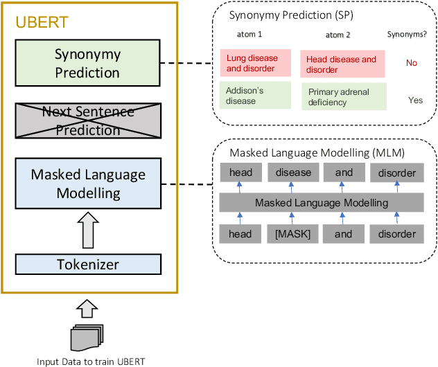 Figure 1 for UBERT: A Novel Language Model for Synonymy Prediction at Scale in the UMLS Metathesaurus