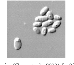 Figure 1 for A Comprehensive Review of Image Analysis Methods for Microorganism Counting: From Classical Image Processing to Deep Learning Approaches