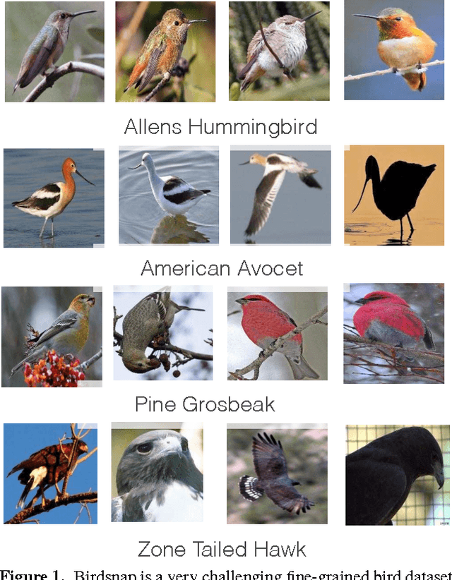 Figure 1 for Subset Feature Learning for Fine-Grained Category Classification
