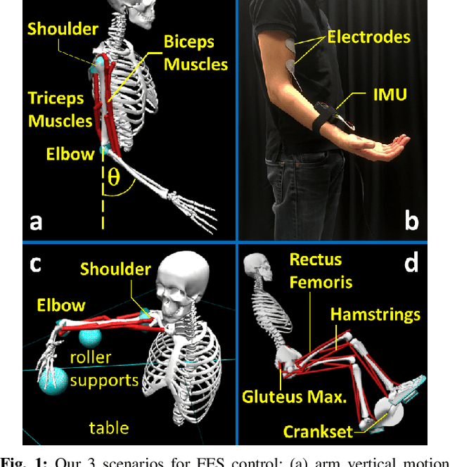 Figure 1 for I am Robot: Neuromuscular Reinforcement Learning to Actuate Human Limbs through Functional Electrical Stimulation
