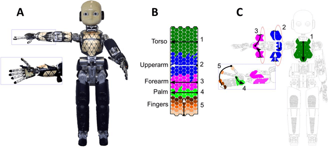 Figure 1 for Where is my forearm? Clustering of body parts from simultaneous tactile and linguistic input using sequential mapping