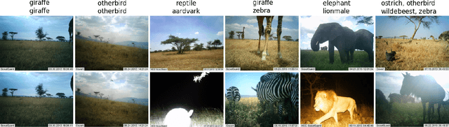 Figure 1 for Mastering Large Scale Multi-label Image Recognition with high efficiency overCamera trap images