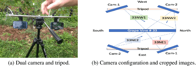 Figure 1 for Estimating Grape Yield on the Vine from Multiple Images