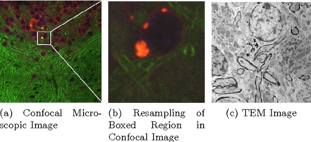 Figure 1 for Multi-modal Image Registration for Correlative Microscopy