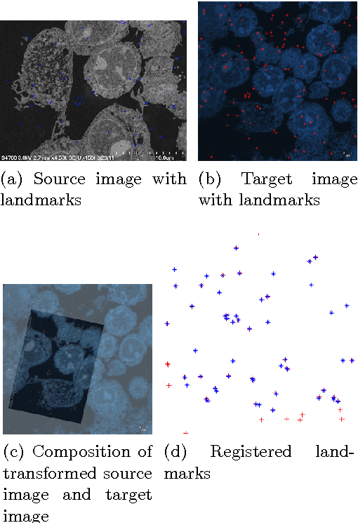 Figure 3 for Multi-modal Image Registration for Correlative Microscopy
