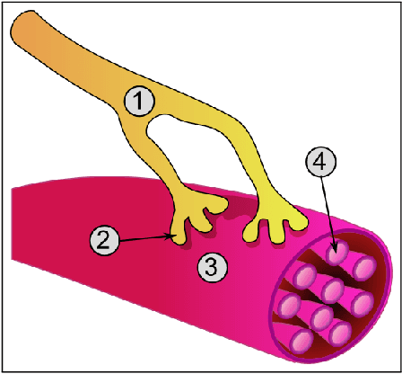 Figure 1 for sEMG Gesture Recognition with a Simple Model of Attention