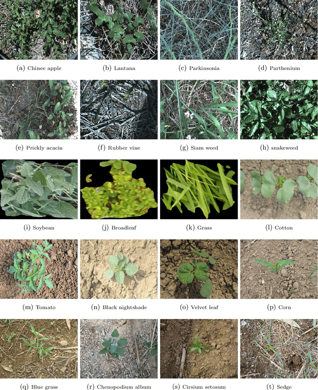 Figure 2 for Weed Recognition using Deep Learning Techniques on Class-imbalanced Imagery