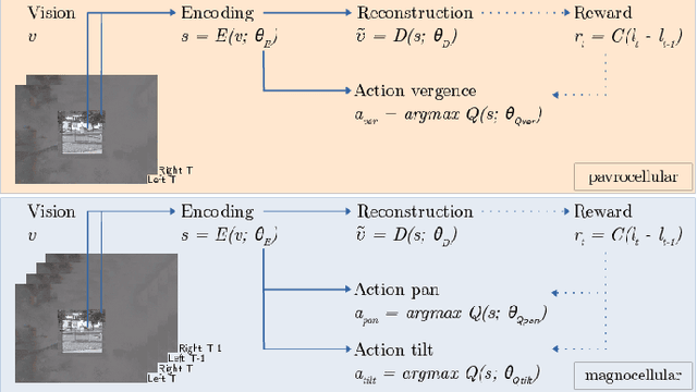 Figure 1 for Self-Calibrating Active Binocular Vision via Active Efficient Coding with Deep Autoencoders