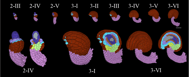 Figure 1 for CellTypeGraph: A New Geometric Computer Vision Benchmark