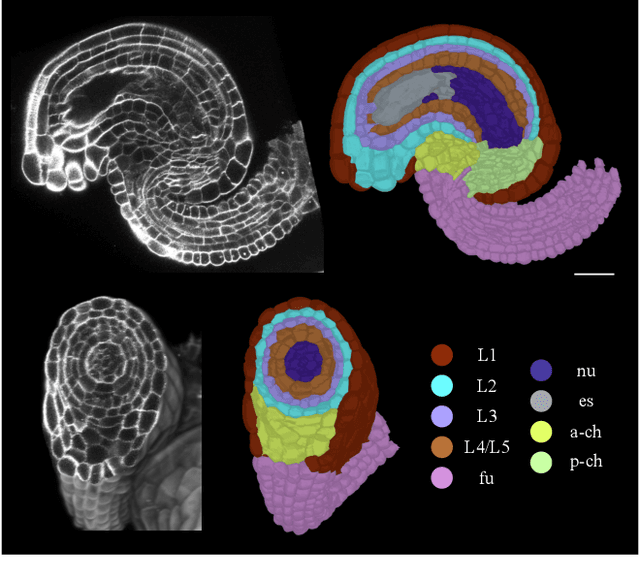 Figure 3 for CellTypeGraph: A New Geometric Computer Vision Benchmark