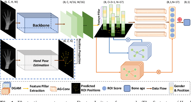 Figure 1 for Doctor Imitator: A Graph-based Bone Age Assessment Framework Using Hand Radiographs