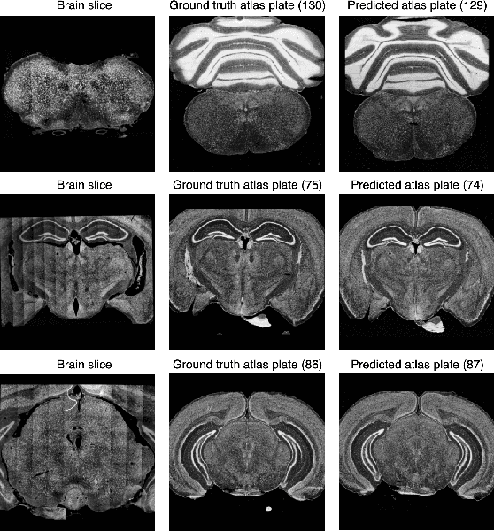 Figure 3 for Identifying partial mouse brain microscopy images from Allen reference atlas using a contrastively learned semantic space