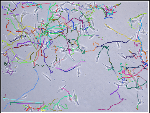 Figure 2 for Tracking Cells and their Lineages via Labeled Random Finite Sets