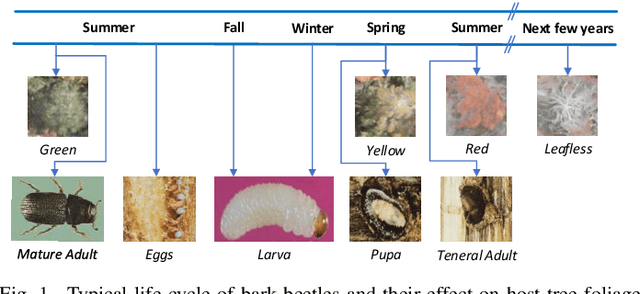Figure 1 for Classification of Bark Beetle-Induced Forest Tree Mortality using Deep Learning