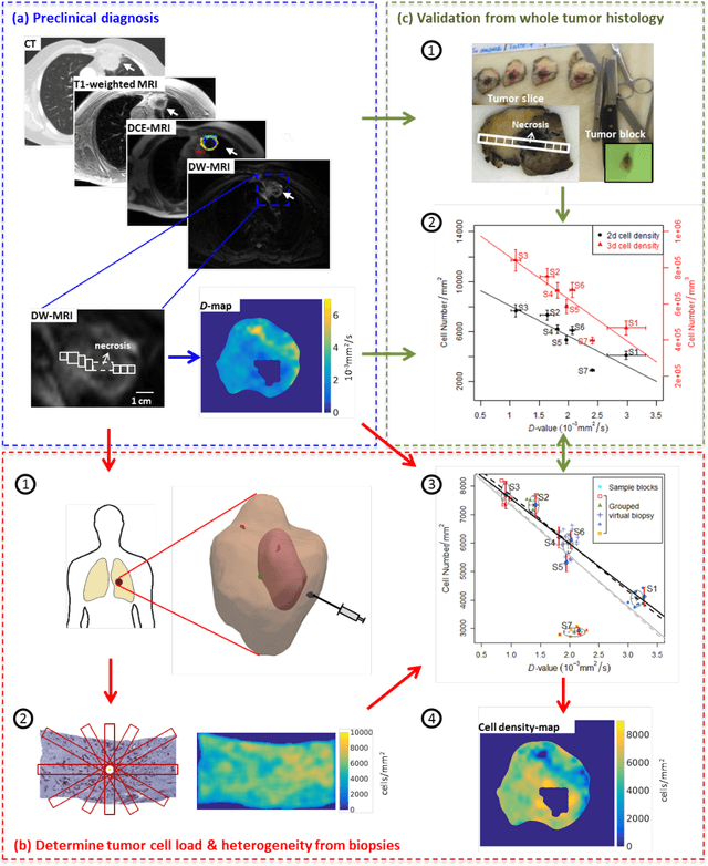 Figure 1 for Diffusion-weighted MRI-guided needle biopsies permit quantitative tumor heterogeneity assessment and cell load estimation