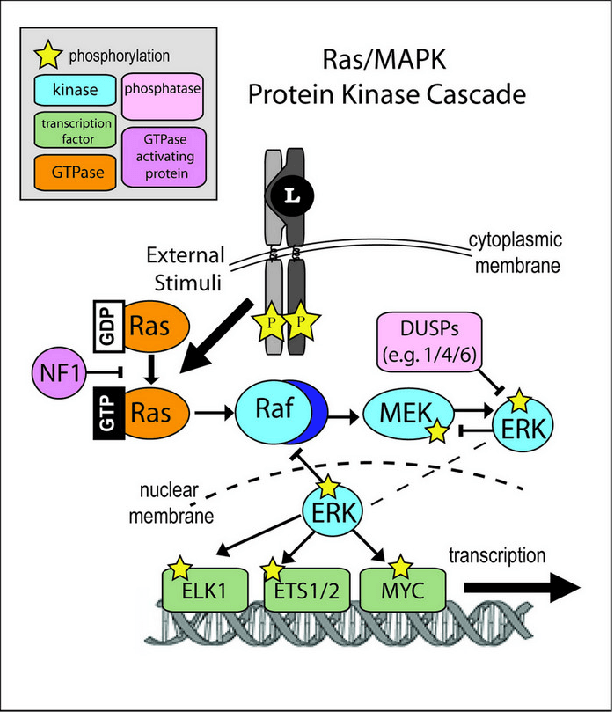 Figure 1 for Bayesian Networks based Hybrid Quantum-Classical Machine Learning Approach to Elucidate Gene Regulatory Pathways