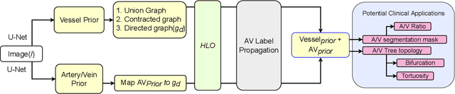 Figure 1 for Fully Automated Tree Topology Estimation and Artery-Vein Classification