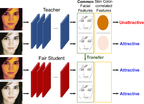 Figure 1 for Fair Feature Distillation for Visual Recognition
