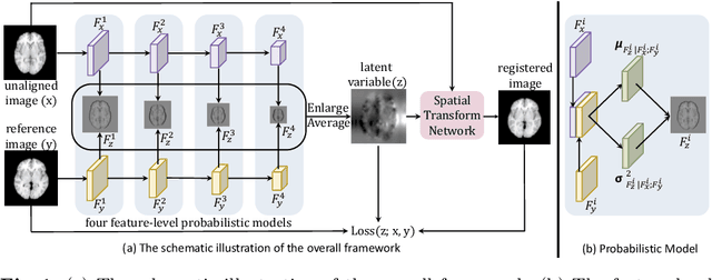Figure 1 for Probabilistic Multilayer Regularization Network for Unsupervised 3D Brain Image Registration