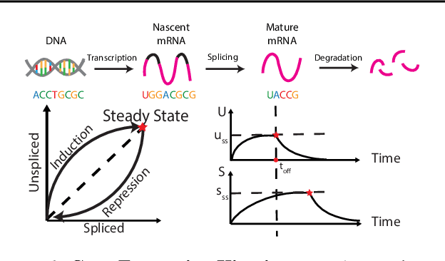 Figure 1 for Variational Mixtures of ODEs for Inferring Cellular Gene Expression Dynamics