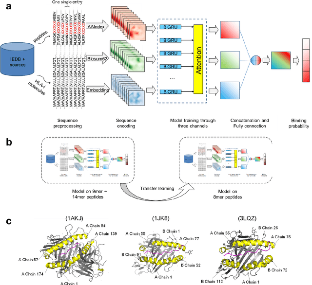 Figure 1 for TripHLApan: predicting HLA molecules binding peptides based on triple coding matrix and transfer learning