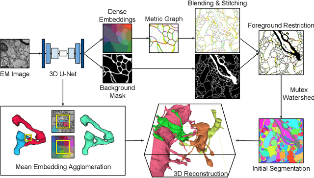 Figure 1 for Learning Dense Voxel Embeddings for 3D Neuron Reconstruction