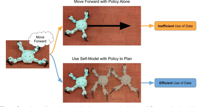 Figure 1 for On the Origins of Self-Modeling