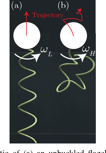 Figure 3 for Control of uniflagellar soft robots at low Reynolds number using buckling instability