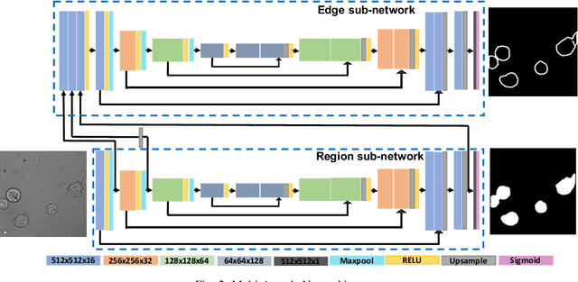 Figure 2 for Learning to segment clustered amoeboid cells from brightfield microscopy via multi-task learning with adaptive weight selection