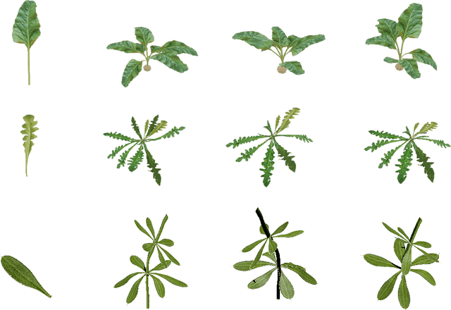 Figure 4 for Automatic Model Based Dataset Generation for Fast and Accurate Crop and Weeds Detection